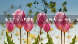 帝王花为山龙眼科（），高可达1m，叶大、深绿、有光泽。帝王花球状，12-30cm，雌雄异株，中心有许多花蕊...