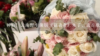 神曲！云南野生菌版《菇勇者》来了，这首歌有多魔性