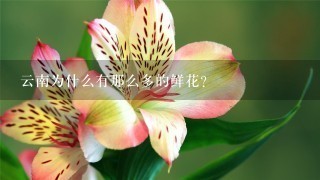 云南为什么有那么多的鲜花？