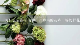 为什么云南斗南和广州岭南的花卉市场的鲜花交易要在凌晨两点到早上七八点？