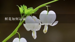 鲜花如何运输