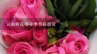 云南鲜花哪个季节最便宜