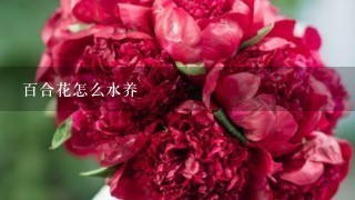 百合花怎么水养