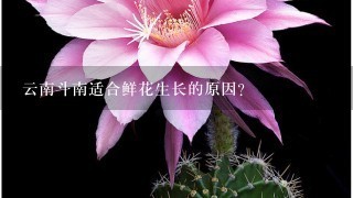 云南斗南适合鲜花生长的原因？