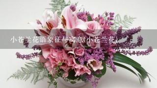 小苍兰花语象征与寓意(小苍兰花)