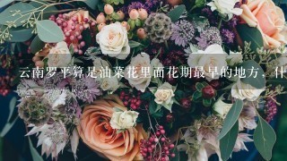 云南罗平算是油菜花里面花期最早的地方，什么时候去