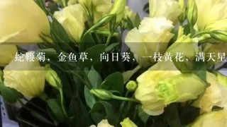 蛇鞭菊，金鱼草，向日葵，一枝黄花，满天星，不凋花，补血草，帝王花，花烛，五指茄的别名与象征意义？