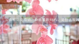 云南鲜切花滞销，价格暴跌400%，是什么原因导致的？