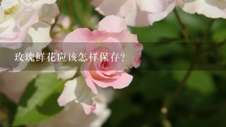 玫瑰鲜花应该怎样保存？