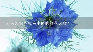 云南为何能成为中国的鲜花大省？