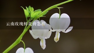 云南玫瑰鲜花膏怎样