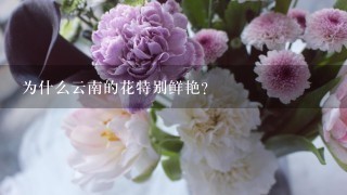 为什么云南的花特别鲜艳？