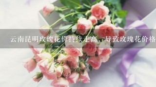 云南昆明玫瑰花价持续走高，导致玫瑰花价格上涨的原