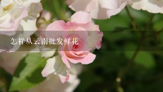 怎样从云南批发鲜花