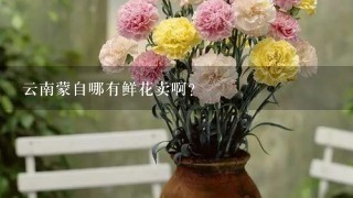 云南蒙自哪有鲜花卖啊？