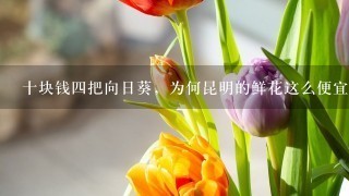 十块钱四把向日葵，为何昆明的鲜花这么便宜？