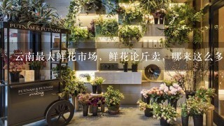 云南最大鲜花市场，鲜花论斤卖，哪来这么多鲜花？