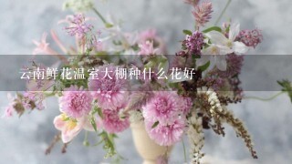 云南鲜花温室大棚种什么花好