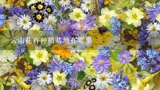 云南花卉种植基地在哪里