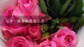 七夕一捧香槟花怎么养