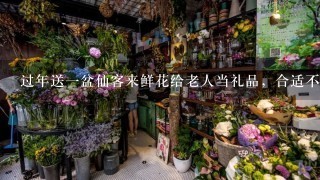 过年送一盆仙客来鲜花给老人当礼品，合适不？