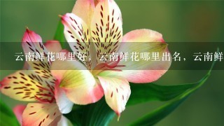 云南鲜花哪里好，云南鲜花哪里出名，云南鲜花哪里可以买得到。