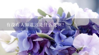 有没有人知道这是什么花啊？