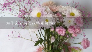 为什么云南的花特别鲜艳？