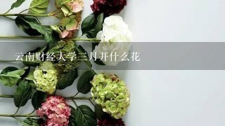 云南财经大学三月开什么花