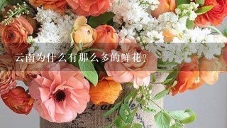 云南为什么有那么多的鲜花？