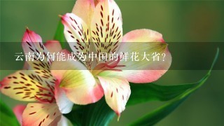 云南为何能成为中国的鲜花大省？