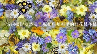 请问摄影发烧友，现在广州哪里的鲜花最多最漂亮?