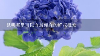 昆明哪里可以有最便宜的鲜花批发