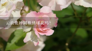 云南能种圆稚绣球花吗？