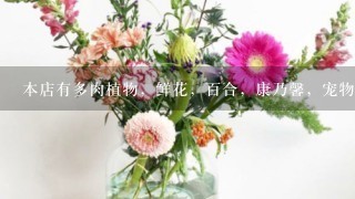 本店有多肉植物，鲜花，百合，康乃馨，宠物乌龟