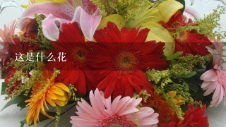 这是什么花