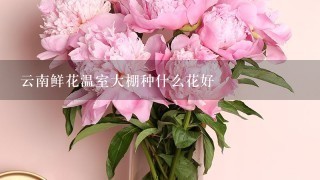 云南鲜花温室大棚种什么花好