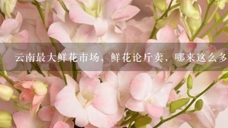 云南最大鲜花市场，鲜花论斤卖，哪来这么多鲜花？