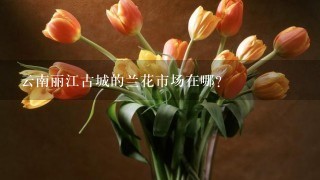 云南丽江古城的兰花市场在哪？