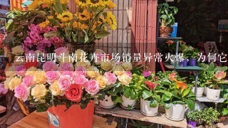 云南昆明斗南花卉市场销量异常火爆，为何它能成为亚