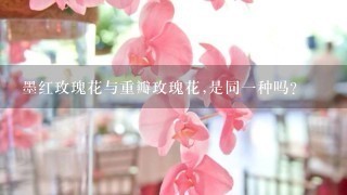 墨红玫瑰花与重瓣玫瑰花,是同1种吗？