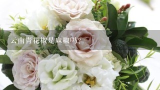 云南青花椒是麻椒吗？