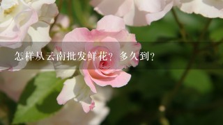 怎样从云南批发鲜花？多久到？