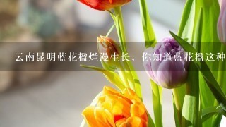 云南昆明蓝花楹烂漫生长，你知道蓝花楹这种花吗？