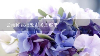 云南鲜花批发市场是哪里