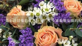 关于洋甘菊的文艺短句，发小雏菊朋友圈的配文