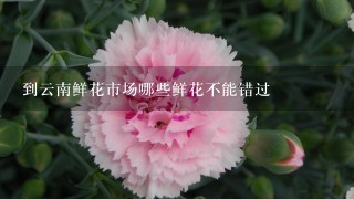 到云南鲜花市场哪些鲜花不能错过