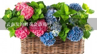 云南发的鲜花会消毒吗