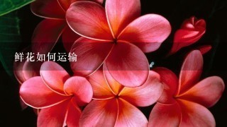 鲜花如何运输