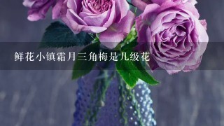 鲜花小镇霜月3角梅是几级花